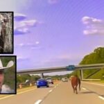 Cowboy on horseback wrangles runaway cow on busy Michigan highway