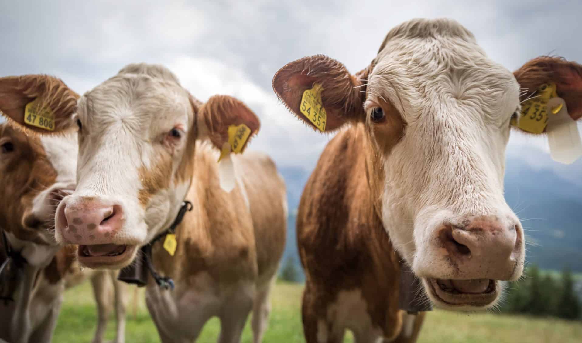 Ireland Plans to Slaughter 200,000 Farting Cows to Save Planet from ‘Global Warming’